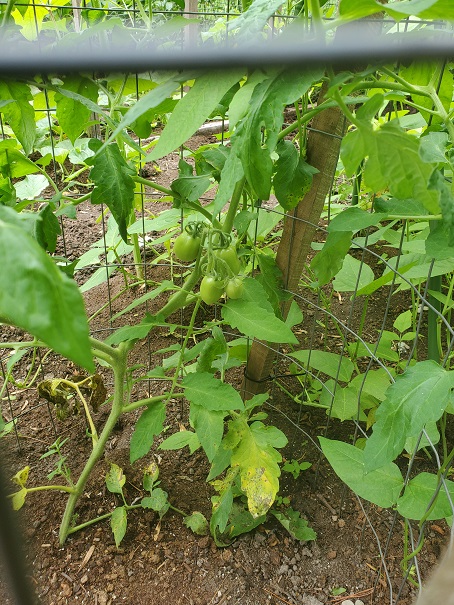 Young Tomatoes - July 15
